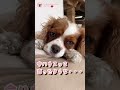 【突然○○と言われたら⁉️】咄嗟にどんな反応をするのかモニタリング🐶✨✨