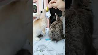 Cute moves of two bunnies