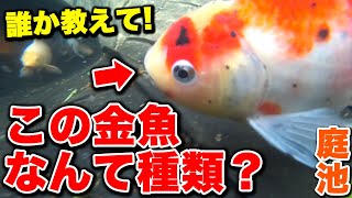 【誰か教えてください】塩田養鯉場で金魚買ったけど、これなんていう金魚なの？【水中庭池】