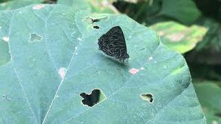 ラリュダスニセキララシジミAnthene larydas (Common Ciliate Blue) 2024/09/20 Bobiri Ghana