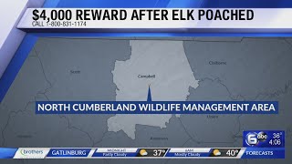 $4,000 reward after elk poached