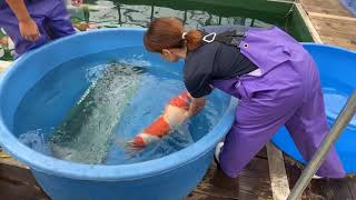 Marudo Koi Farm Harvest | Number one fish pond.