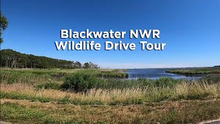 Blackwater NWR Wildlife Drive Tour - Summer 2020