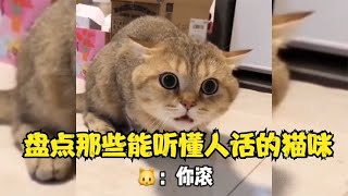 盘点那些能听懂人话的猫咪，快送孩子上学去吧，别耽误了