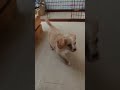 大型犬用のお水を飲む子犬がかわいい