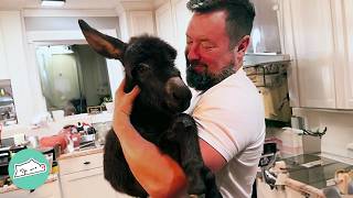 House Donkey Knows When It’s Bedtime And Loves Snuggling With Owners | Cuddle Bu
