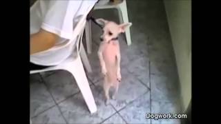Classroom ESL - "What is he doing?" (Present Continuous)