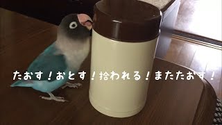 諦めない心と飽きっぽい性格のせめぎ合い！ ボタンインコのボタンちゃん