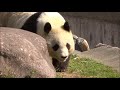 タンタンかわいいお散歩！ 神戸市王子動物園 ジャイアントパンダ giant panda kobe city oji zoo