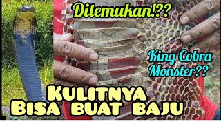 Di Luar Nalar!! King Cobra +_7m di temukan!? di hutan ini banyak goa batunya !!