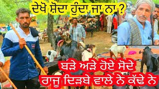 ਦੇਖੋ Live Soda ਕਿਸ ਤਰਾਂ ਕਰਵਾਉਂਦਾ ਰਾਜੂ @RajuGoatFarm #goatfarming #goats #viral