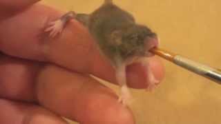 Raising a Baby Mouse 4/10 Feeding