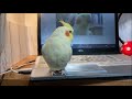 超・簡単！ベタ慣れ雛の見分け方！春はインコお迎えの季節。cockatiel【オカメインコのきなこ】