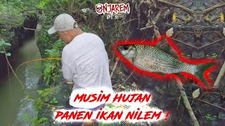 MUSIM HUJAN MALAH PANEN IKAN NILEM DI SPOT MANCING INI ! | #NJAREM