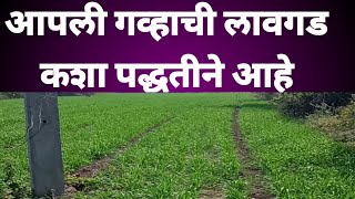 आपल्या गव्हाची लागवड कशा पद्धतीने आहे#शेतीविषयक #किसान #farmer#longvideo #vlog#शेतकरी