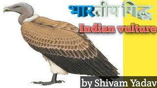 🔵Indian Gidh (vulture)भारतीय गिद्ध