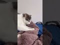 トトロの寝る前ルーティン☺️💓 ねこのいる暮らし ハチワレ猫 cat ねこ動画