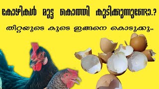 കോഴി മുട്ട കൊത്തിക്കുടിക്കുന്നതിന് പരിഹാരം||chicken farming||Jasi's World!!