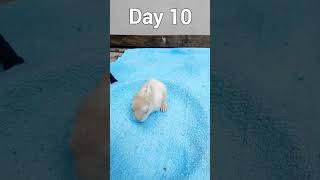 Another Baby Rabbit Growing Up | Rabbit Growth #animals