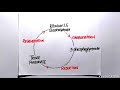 trick to learn kreb cycle glycolysis calvin cycle in one video neet