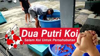 PAKET RESELLER Merah Merona !!! | Dua Putri Koi | 23-01-2024