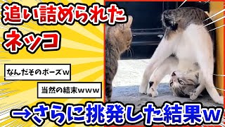 【2ch動物スレ】雨の日にヌコと相合傘をする女性を発見→ヌコの歩幅に合わせた結果ｗ