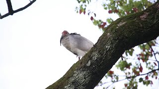 江西省婺源県、トキの姿を確認