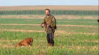 Vižla marka i aport - lov na prepelice - Quail hunt with vizsla