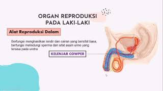 Sistem Reproduksi Manusia 2 (Struktur dan Fungsi Organ Reproduksi Laki-Laki serta Spermatogenesis)