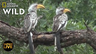 Safari Live - Day 335 | Nat Geo Wild