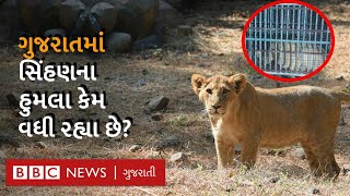 Amreli: સિંહણના હુમલામાં શ્રમજીવી પરિવારની બાળકીનું મૃત્યુ, અહીં સિંહના હુમલા કેમ વધી રહ્યા છે?