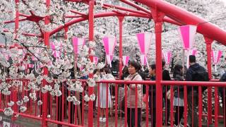 東京の桜満開　中目黒　目黒川の花見客　２０１６．３．３１　Ohanami Sakura