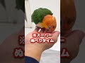 ぬるっした動きが止まらないシロハラインコ【ぬべぬべ】 shorts