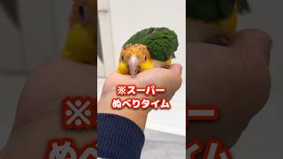 ぬるっした動きが止まらないシロハラインコ【ぬべぬべ】 #shorts