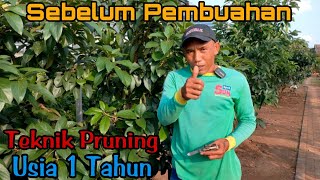 Cara Pruning Alpukat Sebelum Pembuahan Pertama Usia 1 Tahun