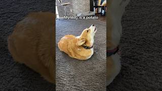 He Thinks He S A Potato