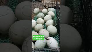 DO THIS TO SURELY HATCH DUCK EGGS #shorts #misting #incubator #duckeggs #satisfyingsounds