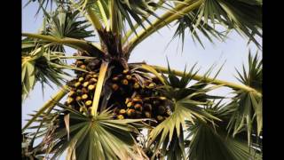 Khmer Palm tree - ត្នោតខ្មែរ