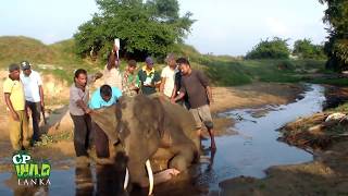 Injured Tusker !