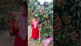 YAKIN  GAK PENGENNNN....? #kelengkengnewkristal #fruit #shortvideo