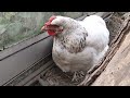 【鶏日記】退院5日目、本日のシロ 鶏日記 にわとりこ にわとり hens poules poules 鶏 ニワトリ