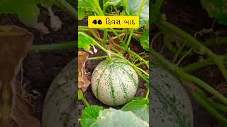 MUSKMELON ।। સાકરટેટીનું વાવેતર ।। Summer ki Season me Milta Sabse achcha Fruit sakkartety !!