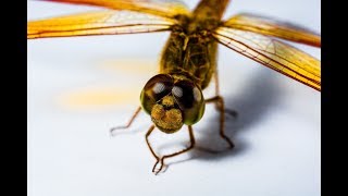 13 Fun and interesting things about Dragonflies
