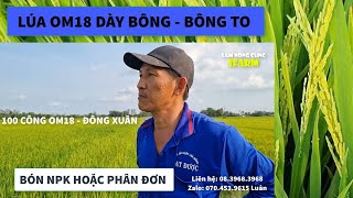 LÚA OM18 ĐÔNG XUÂN 25KG GIỐNG - DÀN BÔNG TO, QUÁ ĐẸP | AN CHÂU - CHÂU THÀNH