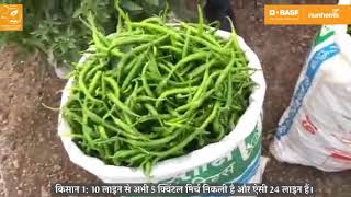 Hot Pepper variety Nandita