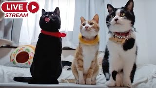 2025ｰ1−19 保護猫たちの「ほっこり猫ライブ」ハッチ＆マック＋黒猫めめ＋がんサバイバーママ Cat live Stream in Japan -Cat Life TV