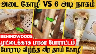 6 அடி நாகத்தோடு போராடிய அடை கோழி.. முட்டையை விழுங்க விடாமல் போராடி வீழ்ந்த பரபரப்பு சம்பவம்