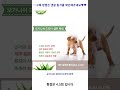 오가니쉬 강아지 드라이 샴푸 150ml 2개입 가성비 꿀맛 shorts 내돈내산video