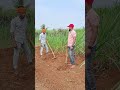 फक्त प्रामाणिक पणे कष्ट करत रहायचं agriculture viral shorts motivation inspiration short