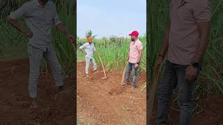 फक्त प्रामाणिक पणे कष्ट करत रहायचं #agriculture #viral #shorts #motivation #inspiration #short